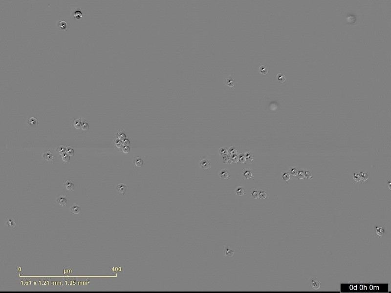 Sartorius Essen IncuCyte S3 Live-Cell Imaging and Analysis System w/ G/R Optical Module
