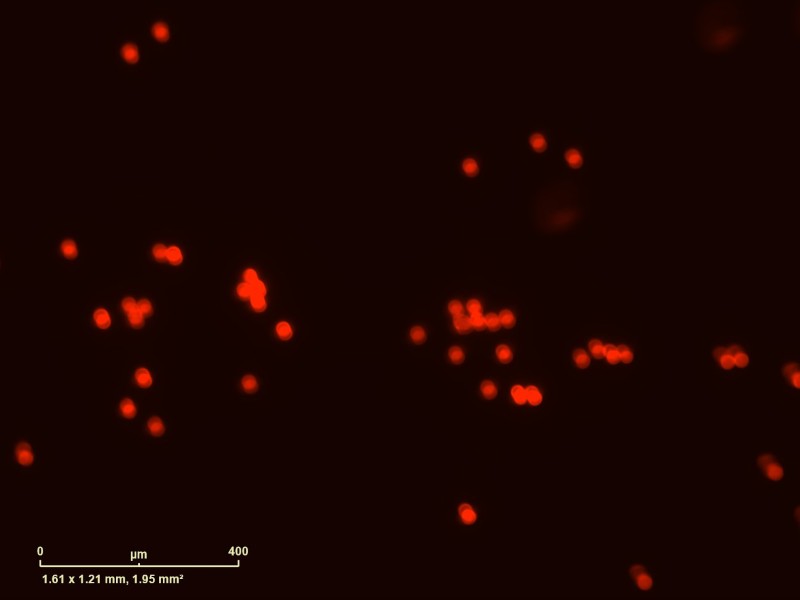 Sartorius Essen IncuCyte S3 Live-Cell Imaging and Analysis System w/ G/R Optical Module