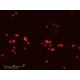 Sartorius Essen IncuCyte S3 Live-Cell Imaging and Analysis System w/ G/R Optical Module
