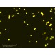Sartorius Essen IncuCyte S3 Live-Cell Imaging and Analysis System w/ G/R Optical Module Unit 2