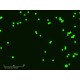 Sartorius Essen IncuCyte S3 Live-Cell Imaging and Analysis System w/ G/R Optical Module Unit 2
