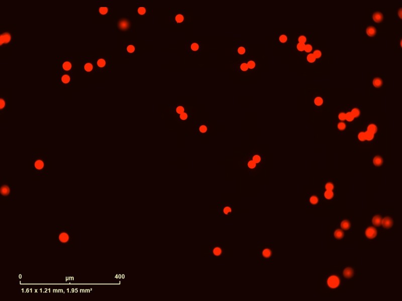 Sartorius Essen IncuCyte S3 Live-Cell Imaging and Analysis System w/ G/R Optical Module Unit 2