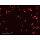 Sartorius Essen IncuCyte S3 Live-Cell Imaging and Analysis System w/ G/R Optical Module Unit 2
