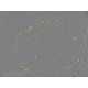 Sartorius Essen IncuCyte S3 Live-Cell Imaging and Analysis System w/ G/R Optical Module Unit 2