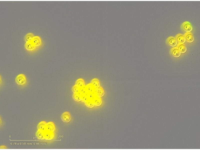 Sartorius Essen IncuCyte S3 Live-Cell Imaging and Analysis System w/ G/R Optical Module Unit 2