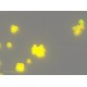 Sartorius Essen IncuCyte S3 Live-Cell Imaging and Analysis System w/ G/R Optical Module Unit 2