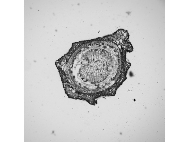 Leica DMi8 THUNDER Imager Motorized Inverted Fluorescence Microscope w/ Adaptive Focus Control