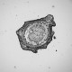 Leica DMi8 THUNDER Imager Motorized Inverted Fluorescence Microscope w/ Adaptive Focus Control