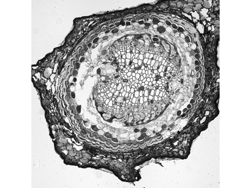 Leica DMi8 THUNDER Imager Motorized Inverted Fluorescence Microscope w/ Adaptive Focus Control