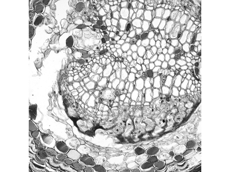 Leica DMi8 THUNDER Imager Motorized Inverted Fluorescence Microscope w/ Adaptive Focus Control