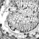 Leica DMi8 THUNDER Imager Motorized Inverted Fluorescence Microscope w/ Adaptive Focus Control