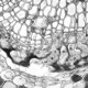 Leica DMi8 THUNDER Imager Motorized Inverted Fluorescence Microscope w/ Adaptive Focus Control