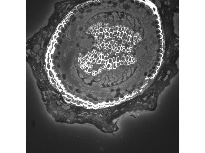 Leica DMi8 THUNDER Imager Motorized Inverted Fluorescence Microscope w/ Adaptive Focus Control