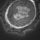 Leica DMi8 THUNDER Imager Motorized Inverted Fluorescence Microscope w/ Adaptive Focus Control
