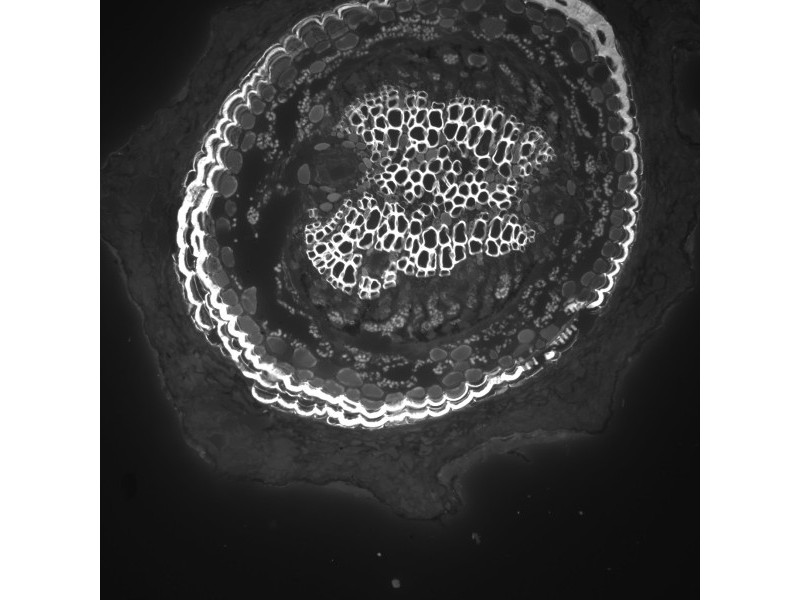 Leica DMi8 THUNDER Imager Motorized Inverted Fluorescence Microscope w/ Adaptive Focus Control