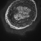 Leica DMi8 THUNDER Imager Motorized Inverted Fluorescence Microscope w/ Adaptive Focus Control