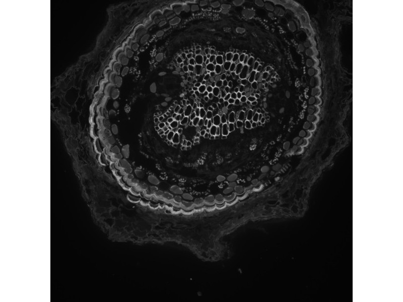 Leica DMi8 THUNDER Imager Motorized Inverted Fluorescence Microscope w/ Adaptive Focus Control