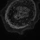 Leica DMi8 THUNDER Imager Motorized Inverted Fluorescence Microscope w/ Adaptive Focus Control