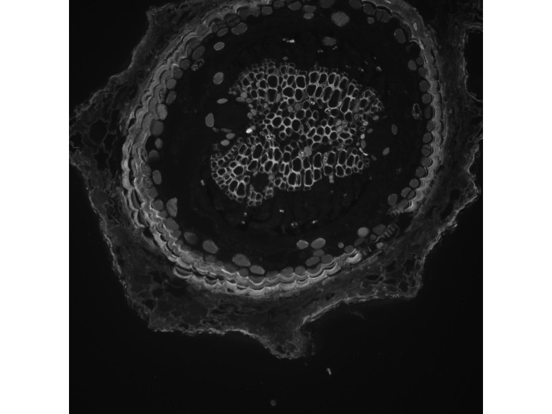 Leica DMi8 THUNDER Imager Motorized Inverted Fluorescence Microscope w/ Adaptive Focus Control