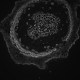Leica DMi8 THUNDER Imager Motorized Inverted Fluorescence Microscope w/ Adaptive Focus Control