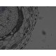 Hamamatsu ORCA-FusionBT C15440-20UP sCMOS Monochrome Microscope Camera