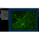 Sartorius Essen Incucyte S3-C2 Live-Cell Analysis System w/ IncuStore S Storage Expansion Module, G/R Fluorescence