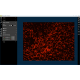 Sartorius Essen Incucyte S3-C2 Live-Cell Analysis System w/ IncuStore S Storage Expansion Module, G/R Fluorescence