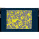 Sartorius Essen Incucyte S3-C2 Live-Cell Analysis System w/ IncuStore S Storage Expansion Module, G/R Fluorescence