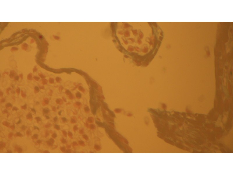 Zeiss AXIO Imager.Z1 Motorized DIC Metallurgical and Materials Microscope