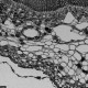 Leica DMi8 Stellaris 5 Confocal Laser Scanning Fluorescence Microscope System with AFC Module