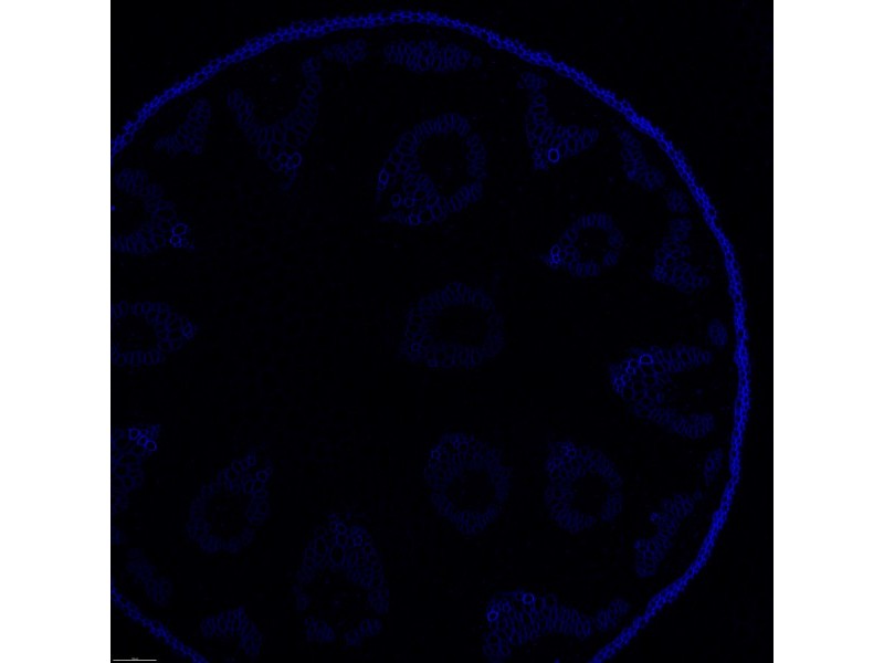 Leica DMi8 Stellaris 5 Confocal Laser Scanning Fluorescence Microscope System with AFC Module