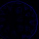 Leica DMi8 Stellaris 5 Confocal Laser Scanning Fluorescence Microscope System with AFC Module