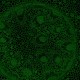 Leica DMi8 Stellaris 5 Confocal Laser Scanning Fluorescence Microscope System with AFC Module