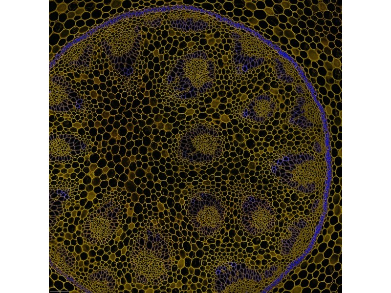 Leica DMi8 Stellaris 5 Confocal Laser Scanning Fluorescence Microscope System with AFC Module
