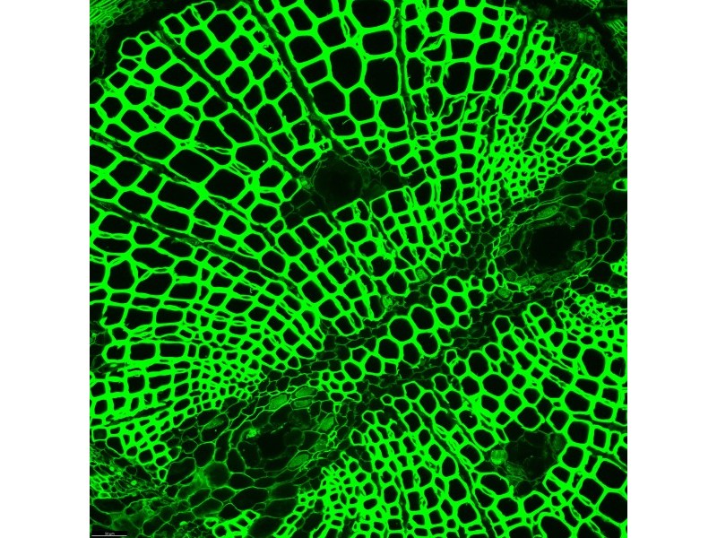 Leica DMi8 Stellaris 5 Confocal Laser Scanning Fluorescence Microscope System with AFC Module