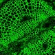 Leica DMi8 Stellaris 5 Confocal Laser Scanning Fluorescence Microscope System with AFC Module