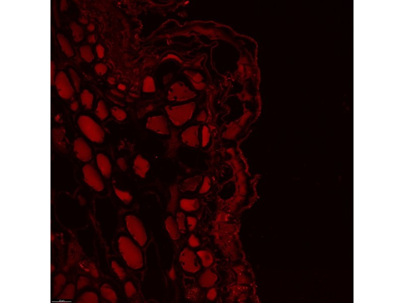Leica DMi8 Stellaris 5 Confocal Laser Scanning Fluorescence Microscope System with AFC Module