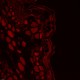 Leica DMi8 Stellaris 5 Confocal Laser Scanning Fluorescence Microscope System with AFC Module