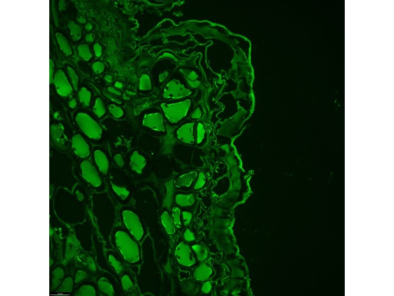 Leica DMi8 Stellaris 5 Confocal Laser Scanning Fluorescence Microscope System with AFC Module