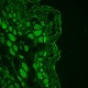 Leica DMi8 Stellaris 5 Confocal Laser Scanning Fluorescence Microscope System with AFC Module