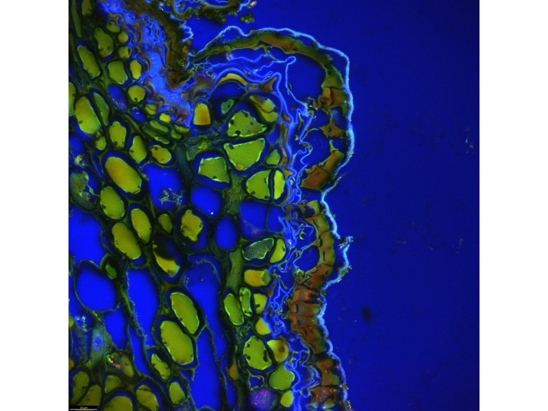 Leica DMi8 Stellaris 5 Confocal Laser Scanning Fluorescence Microscope System with AFC Module