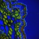 Leica DMi8 Stellaris 5 Confocal Laser Scanning Fluorescence Microscope System with AFC Module