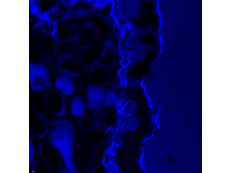 Leica DMi8 Stellaris 5 Confocal Laser Scanning Fluorescence Microscope System with AFC Module