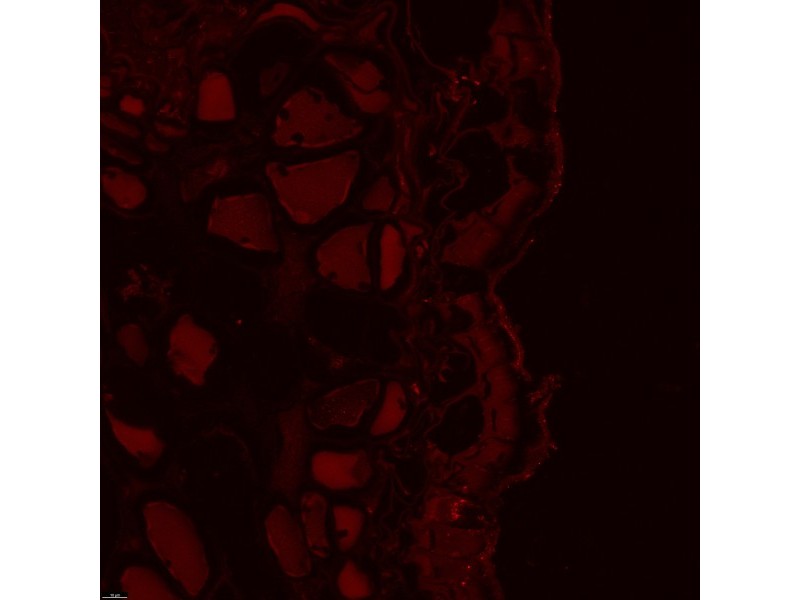 Leica DMi8 Stellaris 5 Confocal Laser Scanning Fluorescence Microscope System with AFC Module