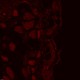 Leica DMi8 Stellaris 5 Confocal Laser Scanning Fluorescence Microscope System with AFC Module