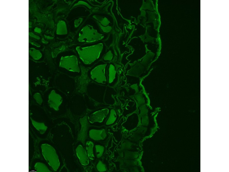 Leica DMi8 Stellaris 5 Confocal Laser Scanning Fluorescence Microscope System with AFC Module
