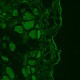 Leica DMi8 Stellaris 5 Confocal Laser Scanning Fluorescence Microscope System with AFC Module