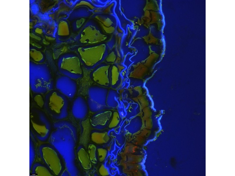Leica DMi8 Stellaris 5 Confocal Laser Scanning Fluorescence Microscope System with AFC Module