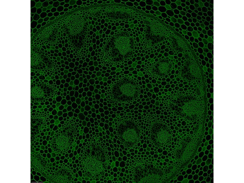 Leica DMi8 Stellaris 5 Confocal Laser Scanning Fluorescence Microscope System with AFC Module