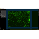Sartorius Essen IncuCyte S3 Live-Cell Imaging and Analysis System w/ G/R Optical Module unit 4